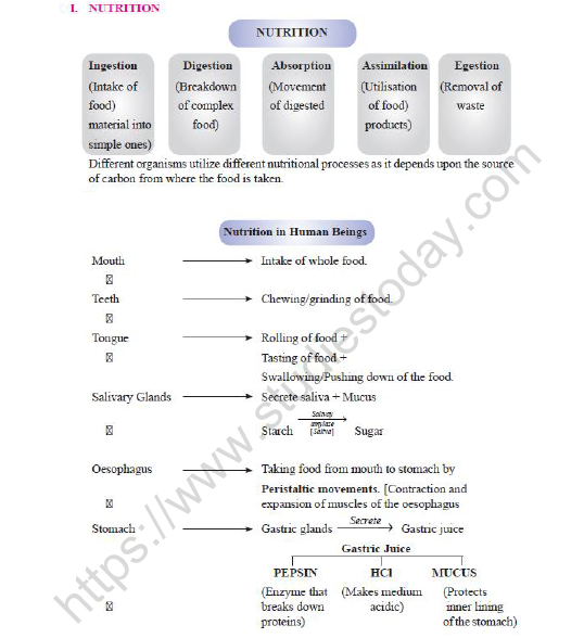CBSE Class 10 Biology Heterotrophic Nutrition Worksheet Set A 3