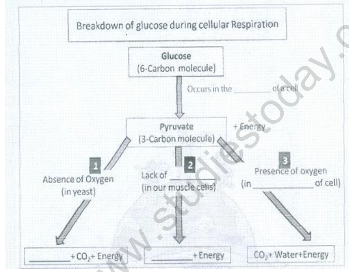 CBSE Class 10 Biology Life Processes Respiration Worksheet Set C 2