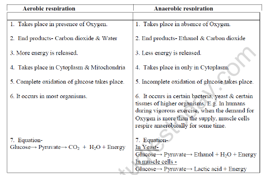 CBSE Class 10 Biology Life ProcessesRespiration In Animals Worksheet 2