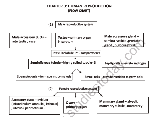 CBSE Class 12 Biology Human Reproduction Question Bank 3