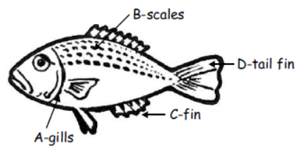 cbse-class-3-science-animal-life-mcqs