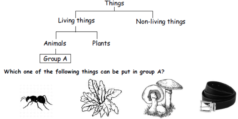 cbse-class-3-science-living-and-non-living-things-msqs