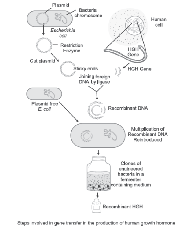 NCERT-Solutions-Class-12-Biology-Chapter-12-Biotechnology-and-its-Applications-1.png