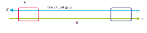 CBSE Class 12 Biology Sample Papers 2014 (4)1