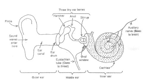 class_9_science_concept_0262