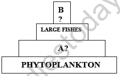 CBSE_Class_12_Biology_Ecosystem_Set_C_2