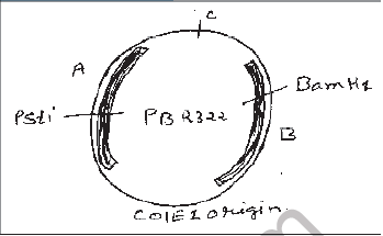 NEET Biology Biotechnology Principles and Processes MCQs-2