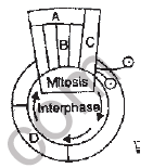 NEET Biology Cell Cycle MCQ-8