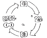 NEET Biology Cell Cycle MCQ-9