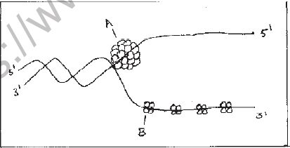 NEET Biology Molecular Basis of Inheritance MCQs Set B-Q63
