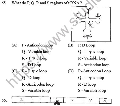 NEET Biology Molecular Basis of Inheritance MCQs Set B-Q65