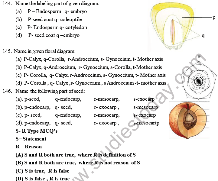 NEET Biology Morphology of Plants MCQs Set B-11