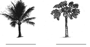 CBSE Class 1 English Our Tree Worksheet