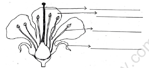 CBSE Class 4 EVS The Valley of Flowers Worksheet