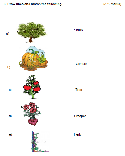 CBSE Class 2 EVS Sample Paper Set R