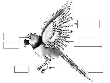 CBSE Class 3 EVS Sample Paper Set I
