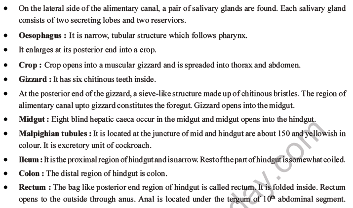 NEET Biology Animal Morphology and Anatomy MCQs Set A-21