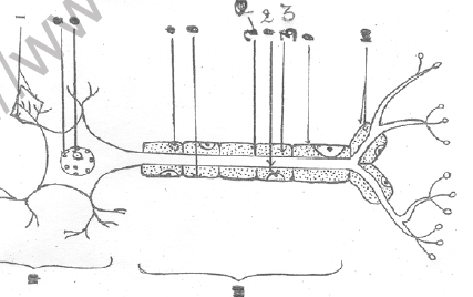 NEET Biology Animal Tissues MCQs Set D-Q77