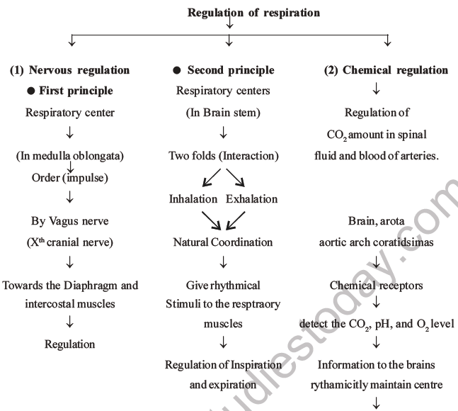 NEET Biology Breathing and Exchange of Gases MCQs Set B-17