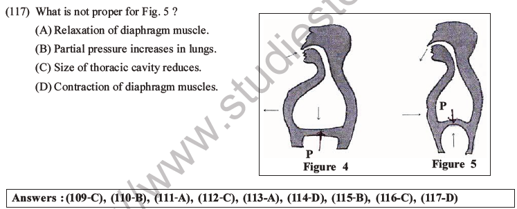 NEET Biology Breathing and Exchange of Gases MCQs Set B-30