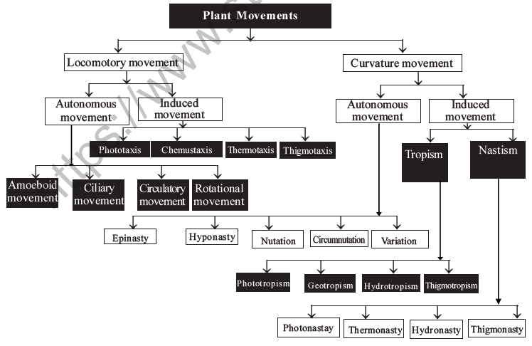 NEET Biology Growth and Development MCQs Set B-25