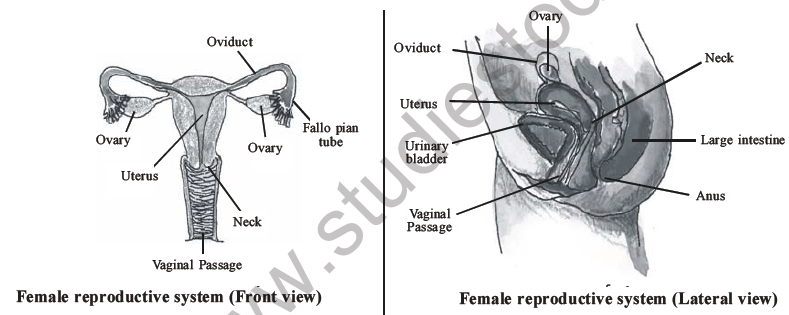 NEET Biology Human Reproduction MCQs Set A-17
