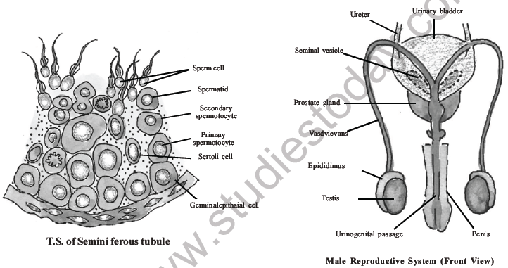 NEET Biology Human Reproduction MCQs Set A-2