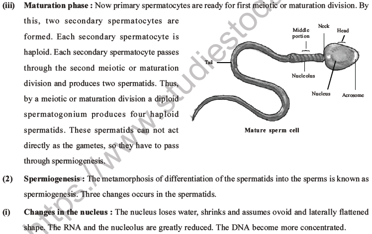 NEET Biology Human Reproduction MCQs Set A-28