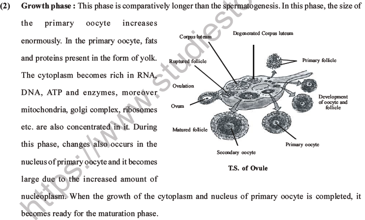 NEET Biology Human Reproduction MCQs Set A-31