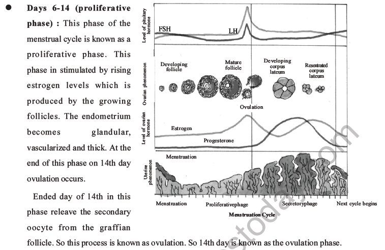 NEET Biology Human Reproduction MCQs Set A-39