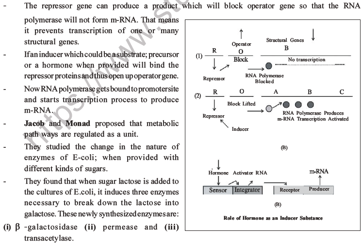 NEET Biology Molecular Basis of Inheritance MCQs Set A-29