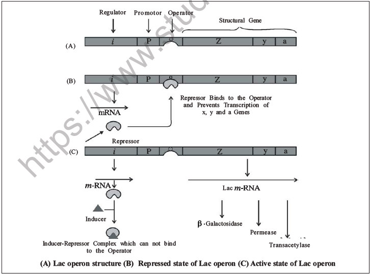 NEET Biology Molecular Basis of Inheritance MCQs Set A-31