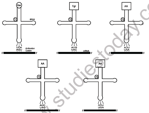 NEET Biology Molecular Basis of Inheritance MCQs Set A-56