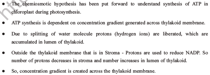 NEET Biology Photosynthesis MCQs Set A-19