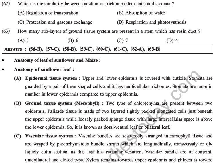 NEET Biology Plant Anatomy Plant Tissues MCQs Set A-19