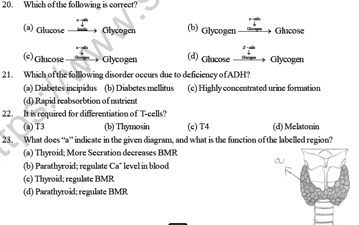 NEET UG Biology Chemical Coordination and Control MCQs