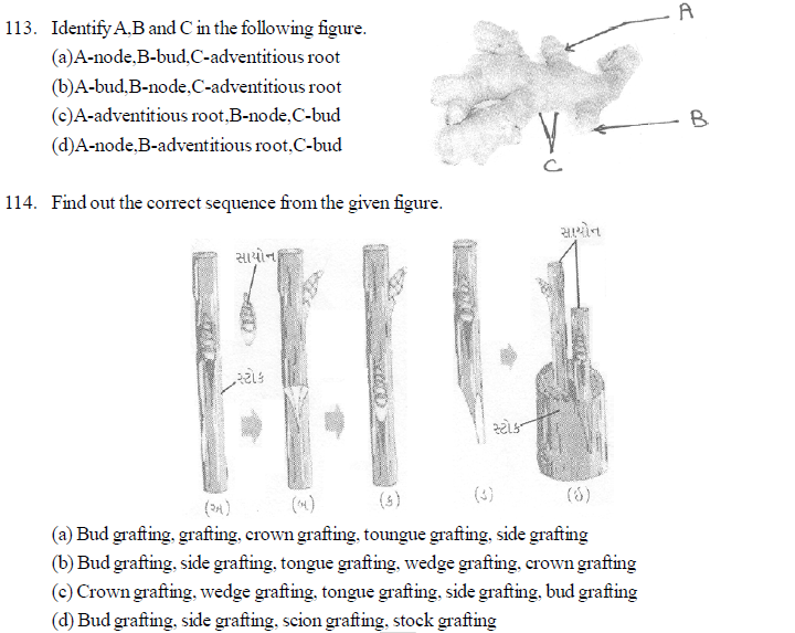 Competitive Exam's MCQ 115. The production of new plant from the maternal plant is called. (CPMT=2003) (a) Vegetative reproduction (b) Cutting (c) Grafting (d) Layering 116. Which of the following plant reproduces by leaf ? (DPMT-2003) (a) Agave (b) Bryophyllum (c) Gladiolus (d) Potato 117. Pollen tube enters the embryo sac through (AIIMS-2004) (a) Any one synergid cell (b) Directly penetrating the egg cell (c) In between one synergid cell and secondary nucleus. (d) The help of antipodal cells. 118. Grafting is impossible in monocot-because (UTTRANCHAL PMT-2004) (a) Vascular bundles are scattered. (b) Meristem is absent (c) Collateral open vascular bundle (d) Radial vascular bundle. 119. If vegetative growth of the plant takes place but flower production does not occur-then what could be the reason for this? (a) Imbalance of hormones (b) Photoperiod (c) Imbalance of sugar in water (d) Irregular transport of solute. 120. What is the name of the technique for the production of large number of top? (a) Top production (b) Organo genesis (c) Micro culture (d) Embryo culture 121. Where does the culture of haploid pollen grain is useful in plant breeding? (a) For production of better hybrid (b) For production of homogametic organisms. (c) For production of disease causing organisms (d) None of this 122. Haploid plants are obtained by culture of- (a) Young leaves (b) Endosperm (c) Pollen grain (d) Root apex 123. Which of the following is associated with vegetative reproduction? (a) Combination of pre existing cytoplasm. (b) Tissue culture (c) Endo static fertilization (d) (a) and (b) Both. 124. With the help of which quick cell division could be induced? (a) By T1 plasmid (b) PBR-32 (c) F-speed (d) By sexual plasmid Downloaded from www.studiestoday.com Downloaded from www.studiestoday.com 344 Questionbank Biology 125. Which auxin is used in callus and suspension culture technique in general? (a) Napthelene acetic acid (b) 2-4 Dichloro acetic acid (c) 2,4,5, Tri phenoxy acetic acid (d) 2,4 dichloro phenoxy acetic acid. 126. Which of the following animal shows longitudinal binary fission? (a) Englena (b) Plasmodium (c) Planaria (d) Paramoecium 127. Identify the mis-match statement regarding post fertilization events from the following statements. (a) Wall of ovary is converted in to pericarp. (b) Outer integument is converted in inner integument (c) Triploid nucleus develops as endosperm (d) Ovary is developed as fruit. 128. In cryptogamic tracheophyte's prothallus the male gamate and an egg are produceed at different time.the reason for this is- (a) Because they possess higher sterility (b) They are produced from cells which are meiotically formed. (c) Because they does not allow self fertilization. (d Because there is no change in their successful fertilization rate. 129. What type of fruit will be produced by fixing the stock of sour juice producing branch on scion of plant having sweet branch? (a) Sweet and fibrous (b) Sweet and juicy (c) Sour and juicy (d) Sour and fibrous 130. How man eggs will be formed from an ovary of a woman,in absence implantation of an embryo? (a) 12 (b) 06 (c) 24 (d) 48 131. Which tissue is required to be present in between stock and scion during grafting? (a) Xylem (b) Phloem (c) Meristem (d) Parenchyma. 132. Where does maturity is observed in the sporophytic stage of the plants? (a) In gemina (b) In primay structures (c) In sporophylls (d) In eggs. 133. If primary spermetocyte have 2n=16 chromosomes during first meiotic division,in such case how many chromatids could be present in each secondary spermatocyte? (a) 32 (b) 8 (c) 16 (d) 24