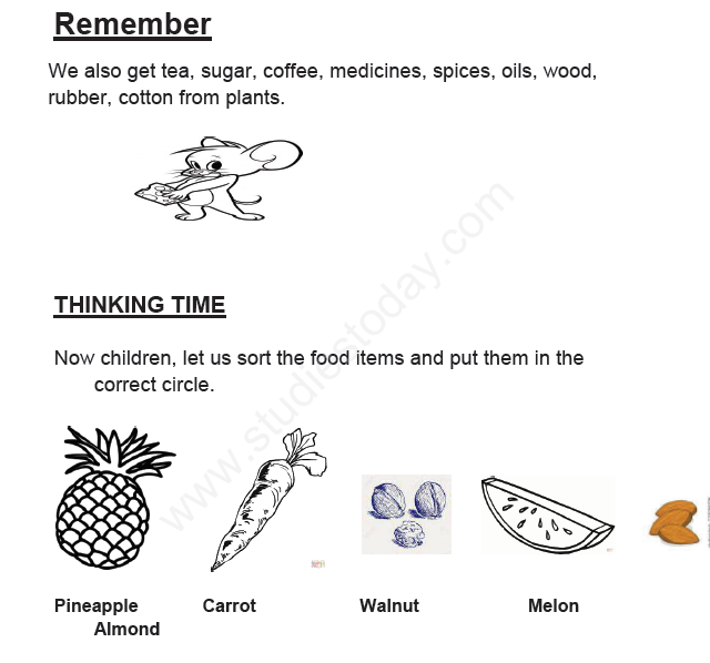 CBSE Class 1 EVS Plants Around Us Assignment
