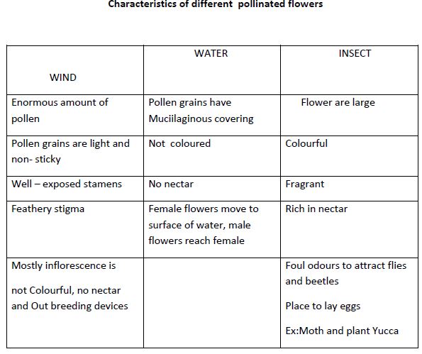 CBSE Class 12 Biology - Sexual Reproduction Inflowering Plants notes