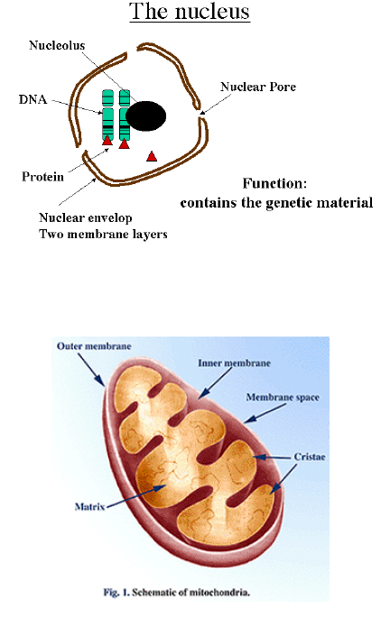 CBSE Class 9 Biology Fundamental Unit Of Life Notes_5