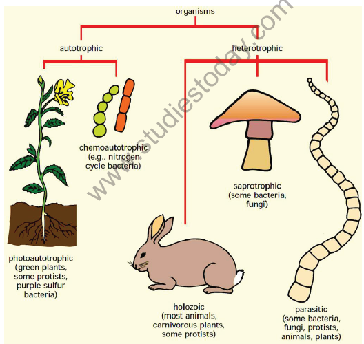 CBSE Class 10 Science Life processes Notes