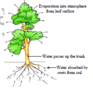 Class 7 Science Transportation and Excretion Exam Notes