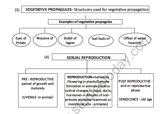CBSE Class 12 Biology Reproduction In Organisms Question Bank 5