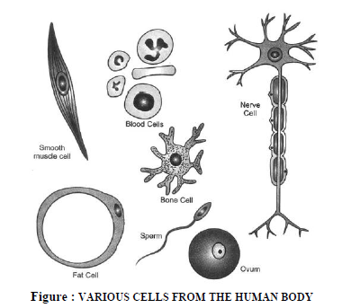 CBSE Class 9 Science The Cell Exam Notes
