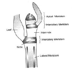 CBSE Class 9 Science Tissue Exam Notes