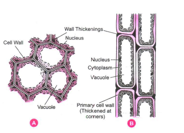 CBSE Class 9 Science Tissue Exam Notes