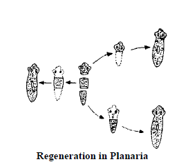 Class 10 Science Reproduction Exam Notes