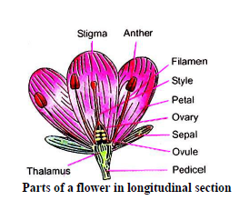 Class 10 Science Reproduction Exam Notes