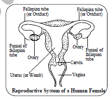 Class 10 Science Reproduction Exam Notes