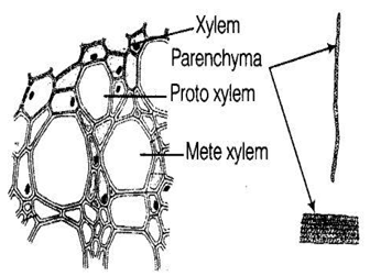 NCERT Exemplar Solutions Class 9 Science Tissues